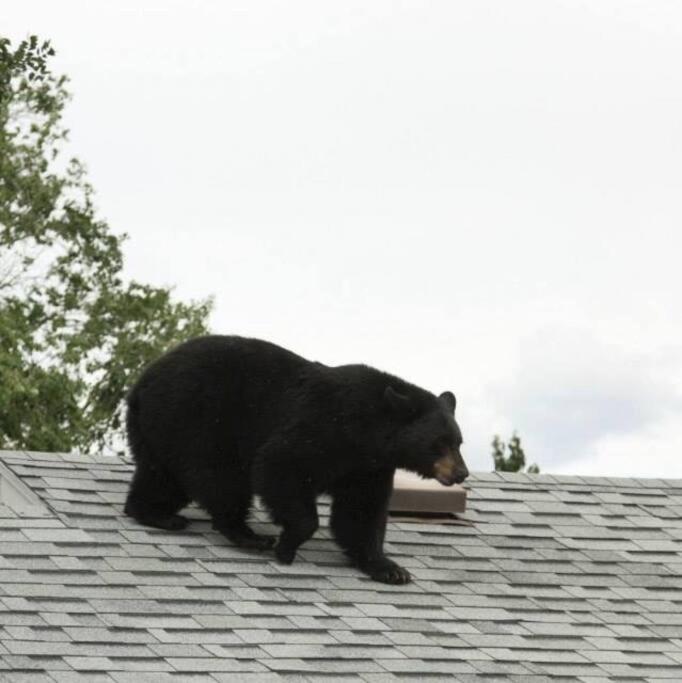 Parkway Yellowstone Guest House Apartment #3 Gardiner Luaran gambar